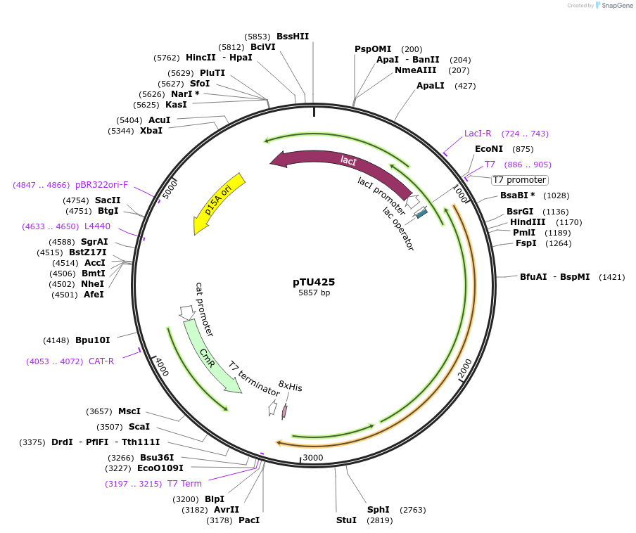 178984-plasmid-map-sequence-id-354251