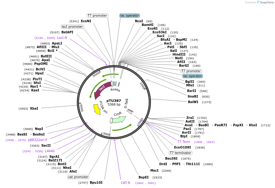 178981-plasmid-map-sequence-id-354257