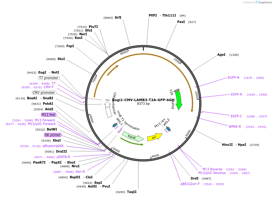 179864-plasmid-map-sequence-id-354295