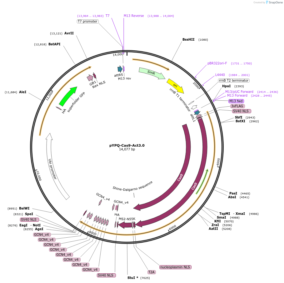 178954-plasmid-map-sequence-id-354300