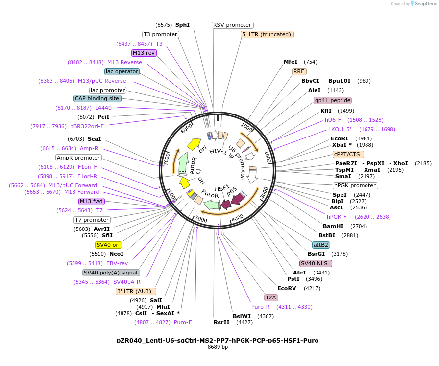 180266-plasmid-map-sequence-id-354314