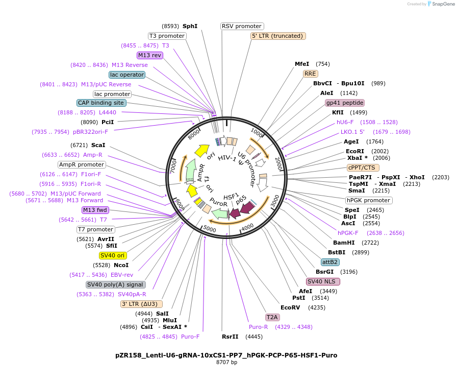180273-plasmid-map-sequence-id-354317