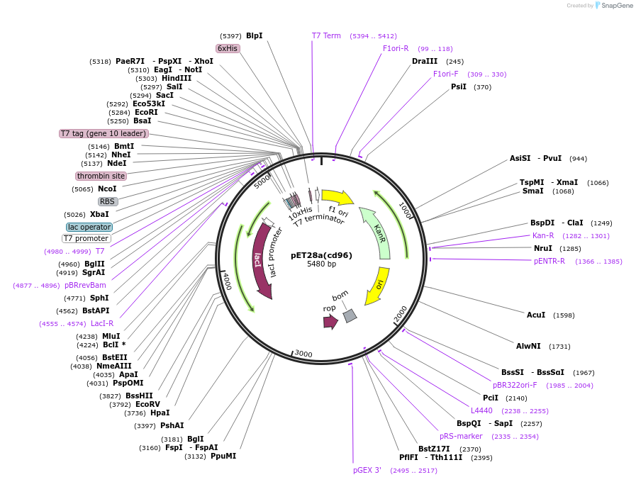 177901-plasmid-map-sequence-id-354319