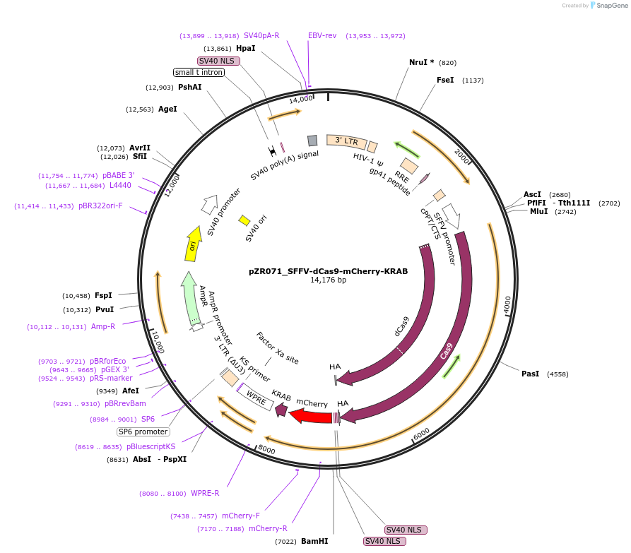 180264-plasmid-map-sequence-id-354320