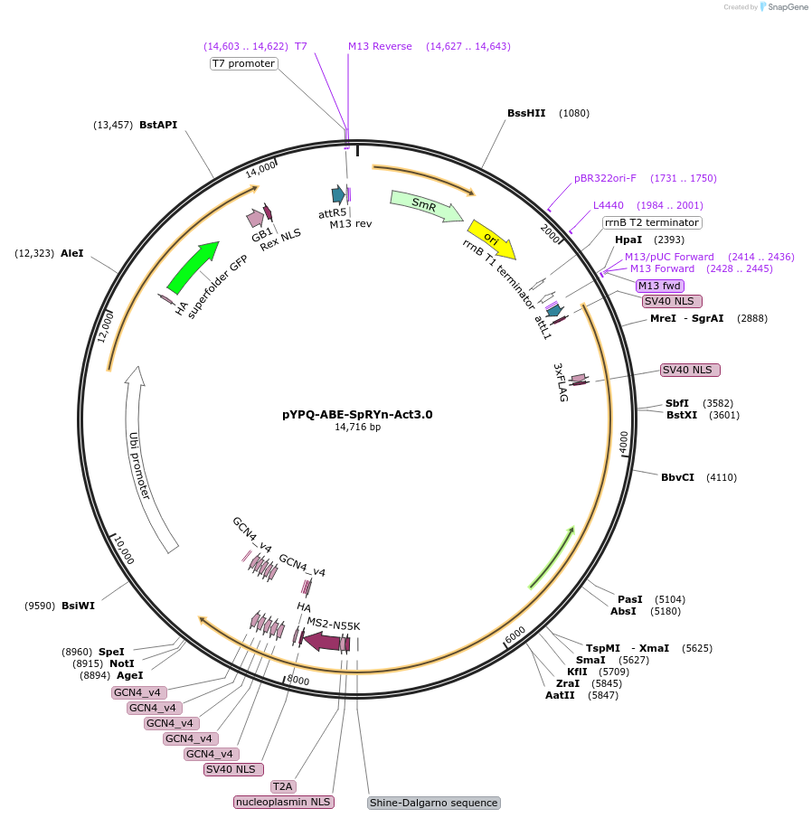 178959-plasmid-map-sequence-id-354322