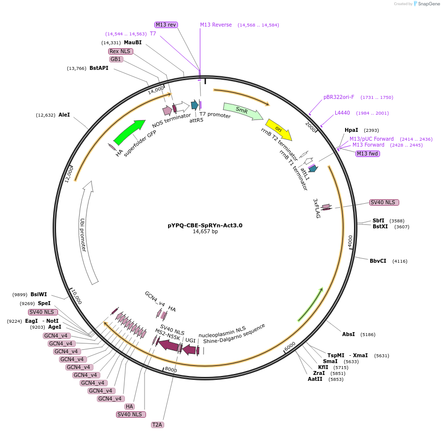 178958-plasmid-map-sequence-id-354326