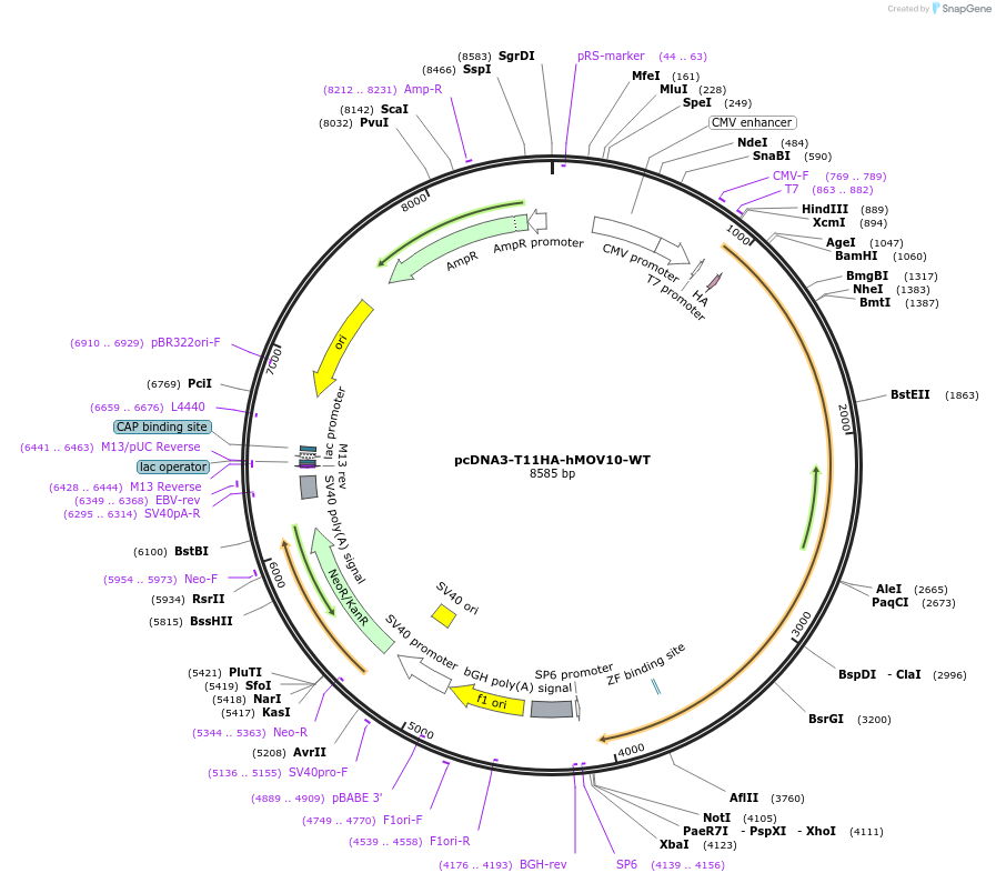 178907-plasmid-map-sequence-id-354337