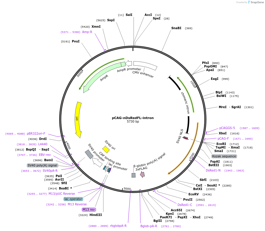 177804-plasmid-map-sequence-id-354352
