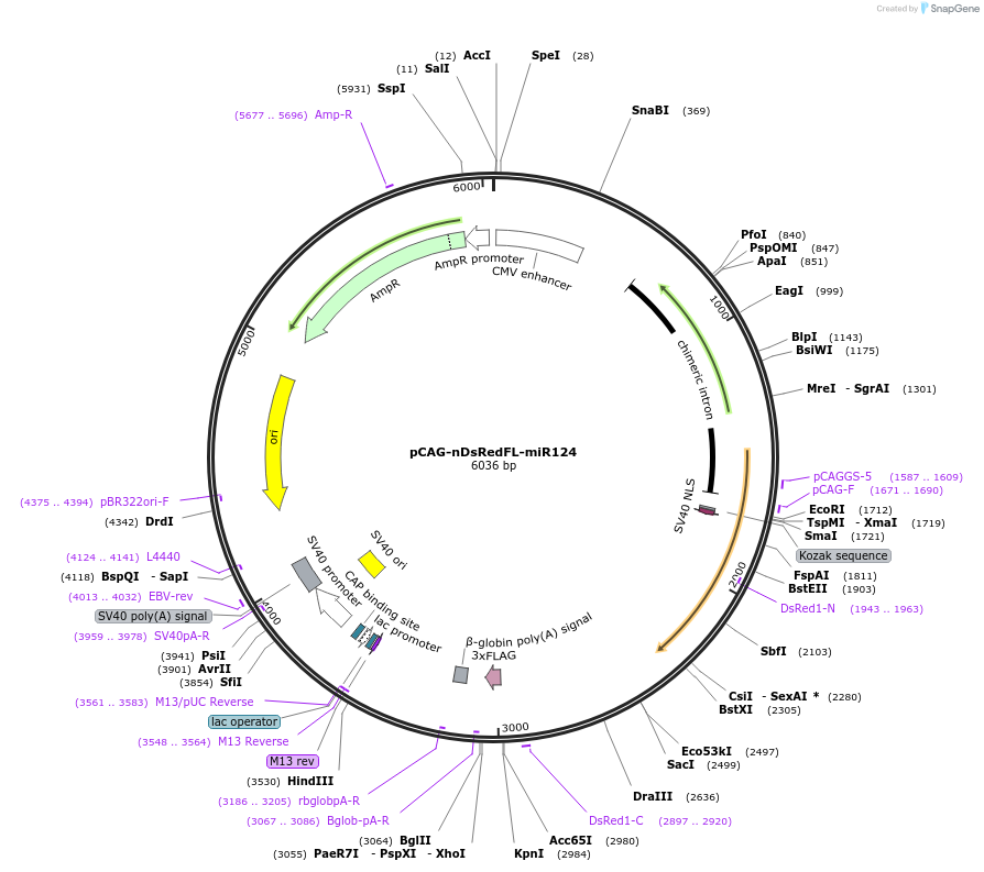 177806-plasmid-map-sequence-id-354354