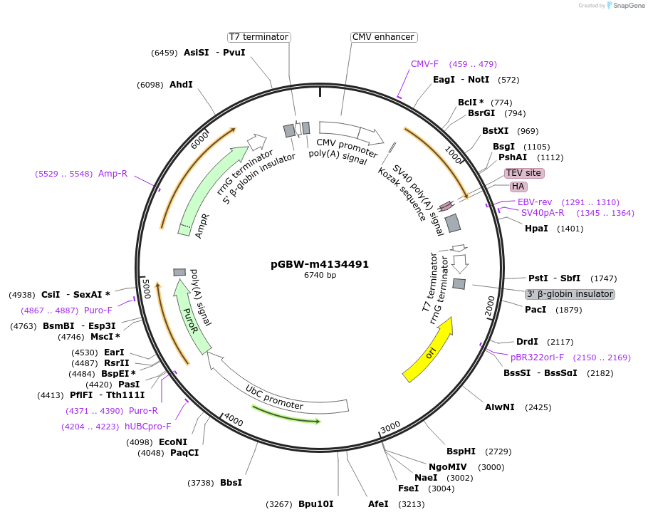 152756-plasmid-map-sequence-id-354355