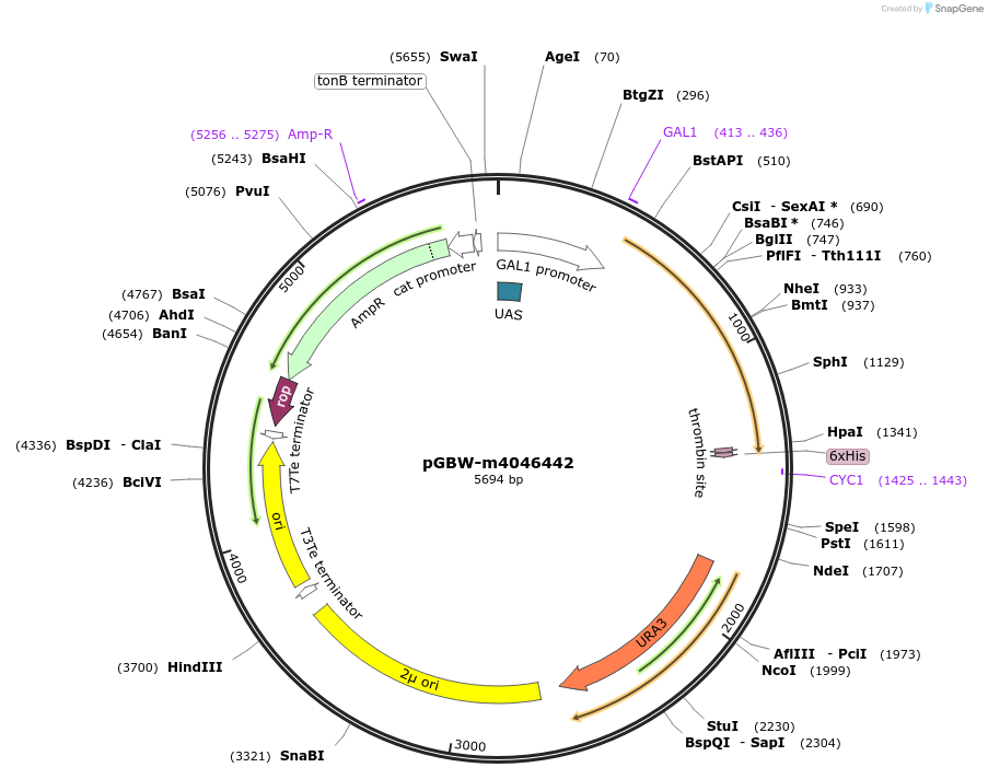 145550-plasmid-map-sequence-id-354360