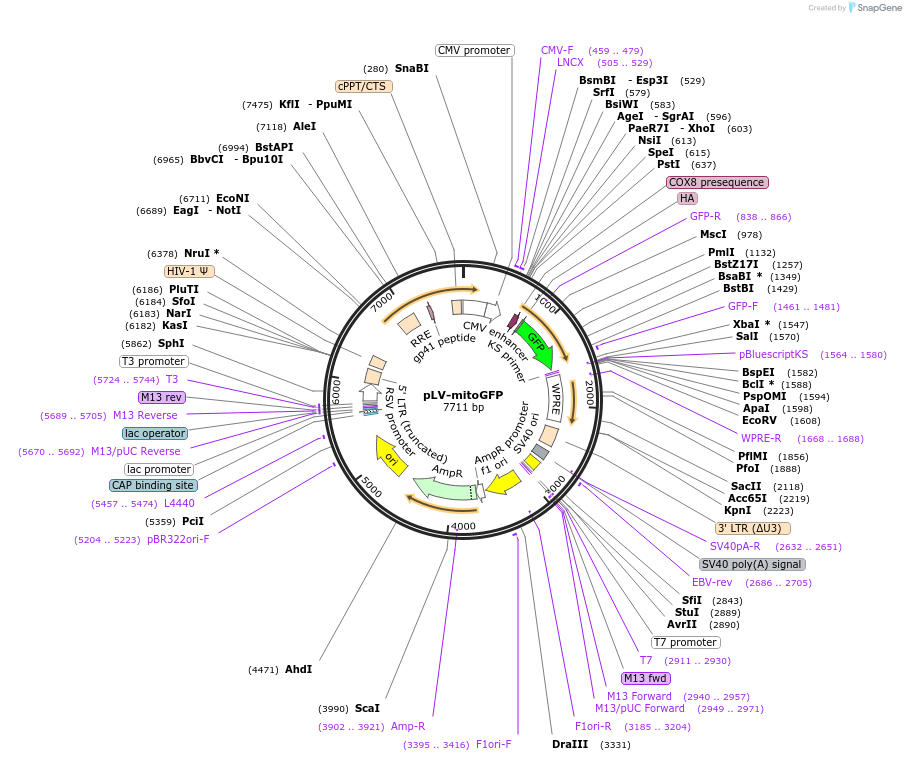 44385-plasmid-map-sequence-id-354363
