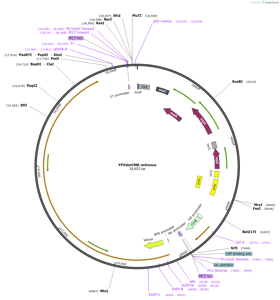 179953-plasmid-map-sequence-id-354371