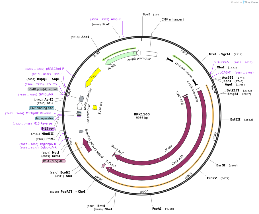 179298-plasmid-map-sequence-id-354375