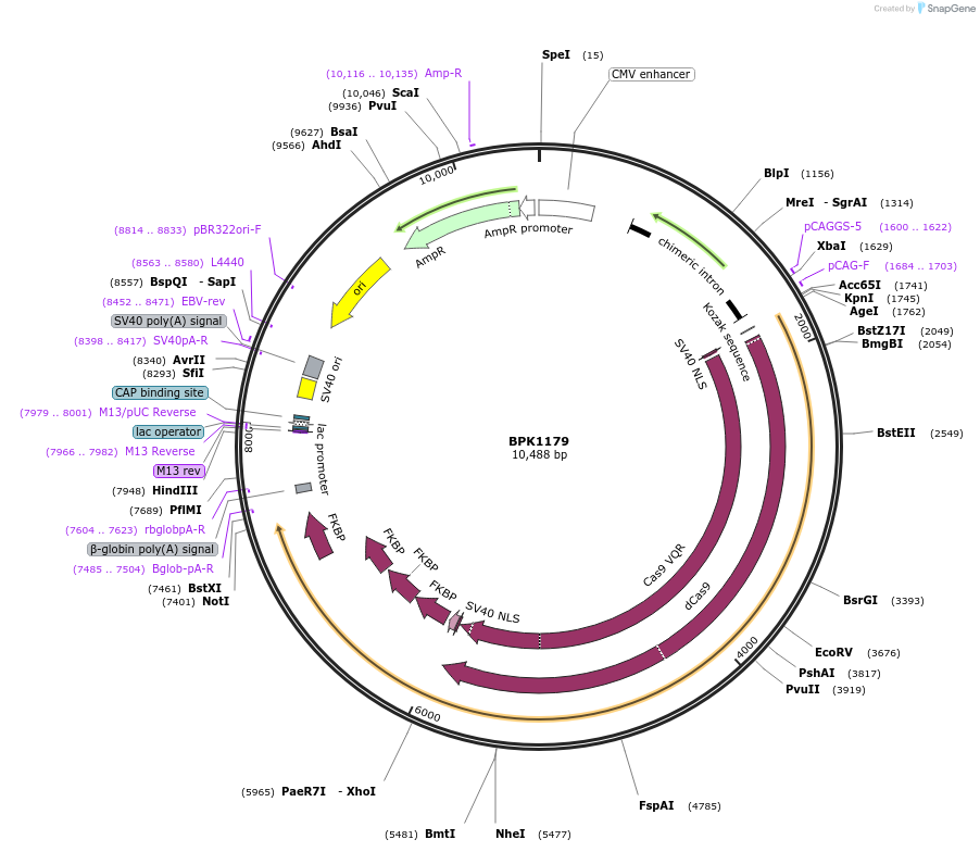 179296-plasmid-map-sequence-id-354383