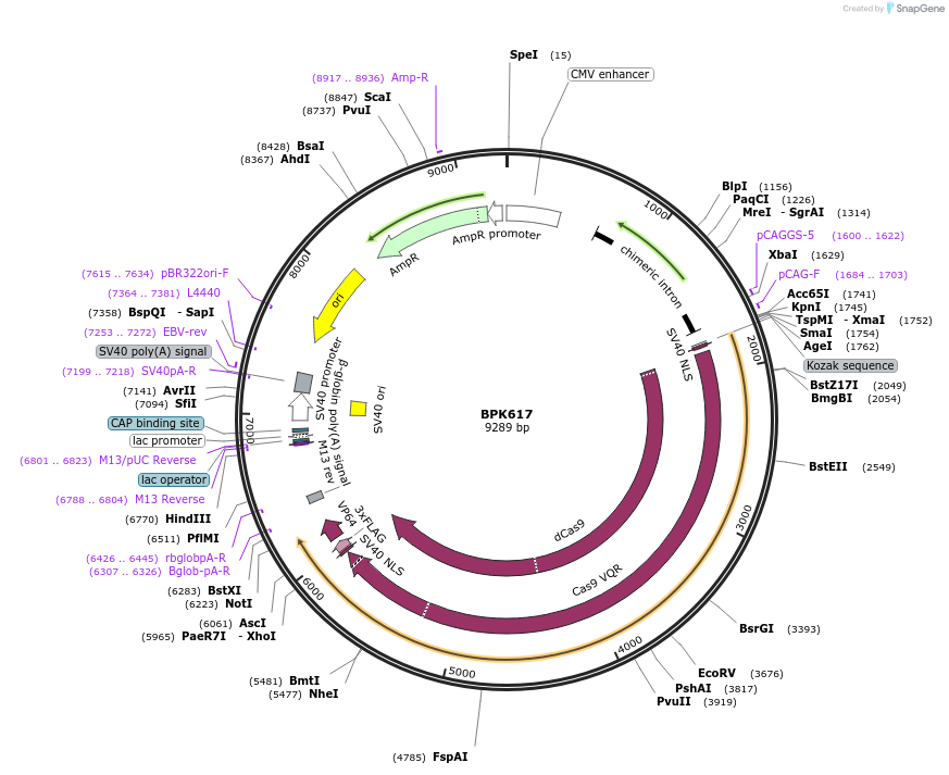 179297-plasmid-map-sequence-id-354389
