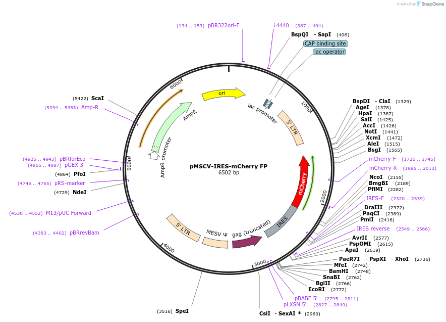 52114-plasmid-map-sequence-id-354437
