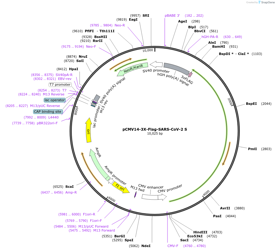145780-plasmid-map-sequence-id-354441