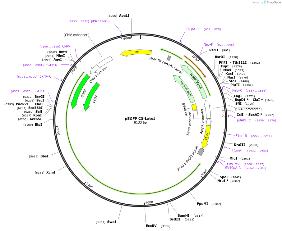 19053-plasmid-map-sequence-id-354444