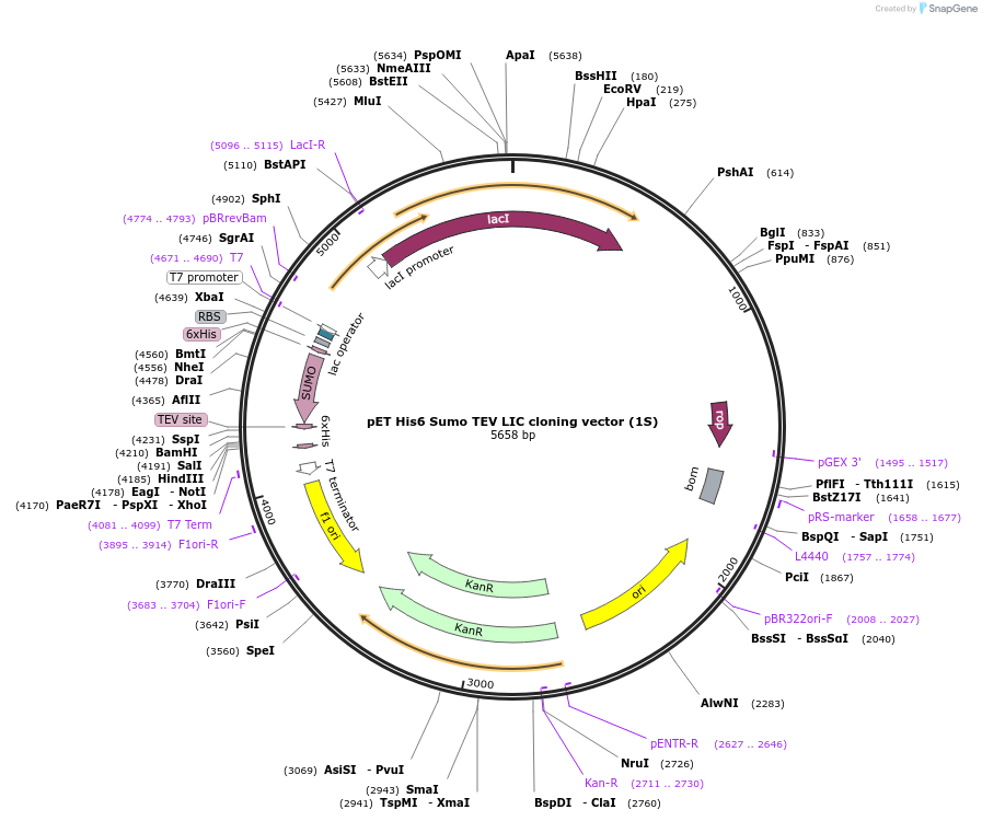 29659-plasmid-map-sequence-id-354447