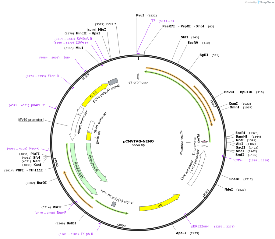 11970-plasmid-map-sequence-id-354448