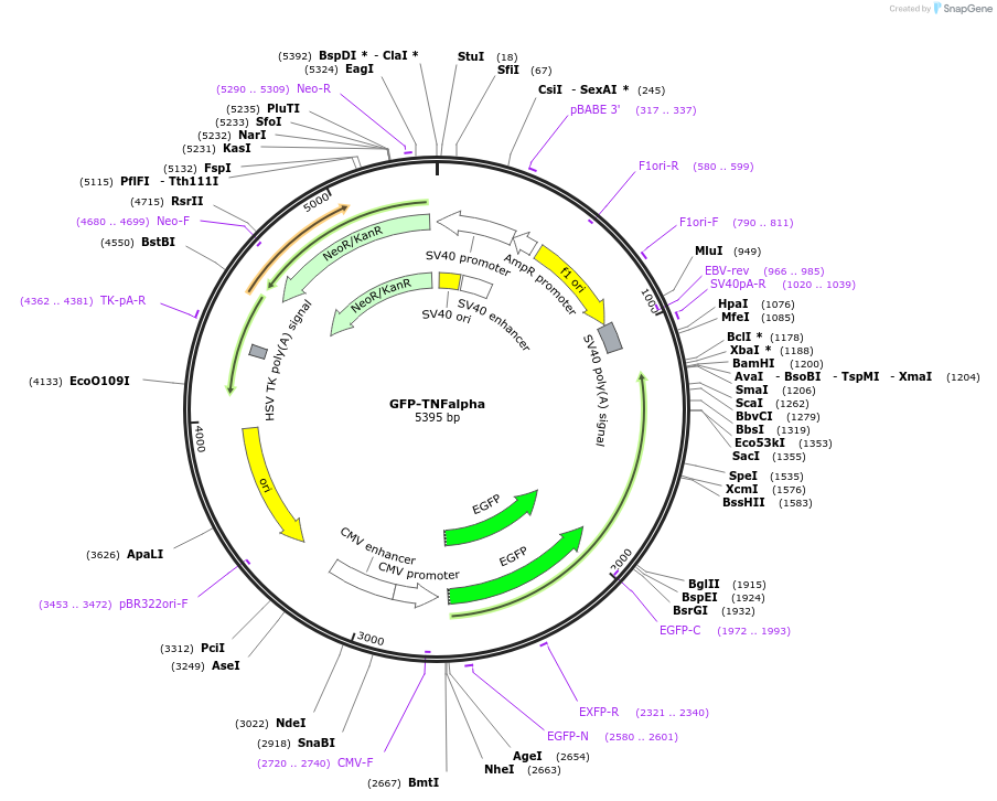 28089-plasmid-map-sequence-id-354452