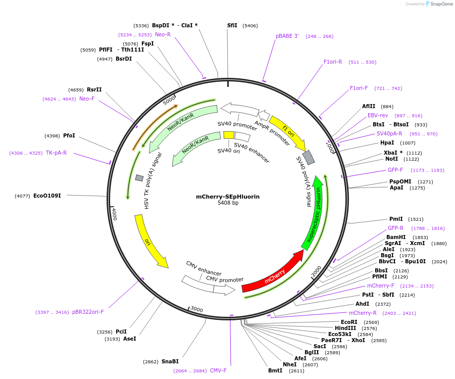 32001-plasmid-map-sequence-id-354454