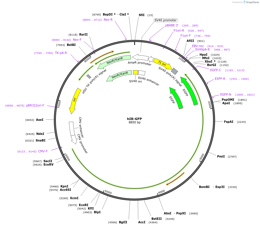 22286-plasmid-map-sequence-id-354455