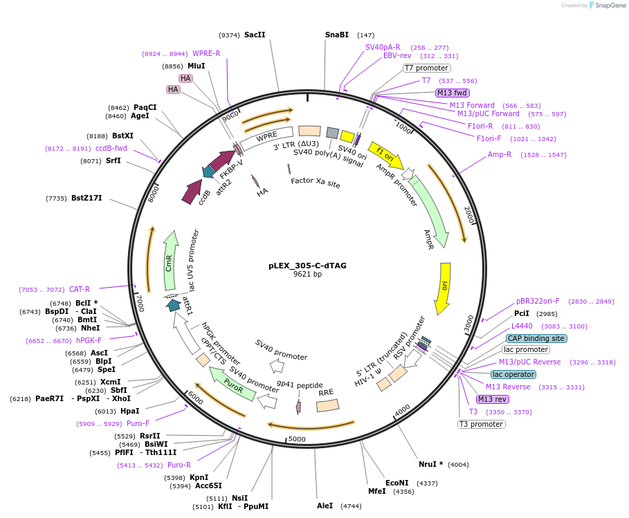 91798-plasmid-map-sequence-id-354469