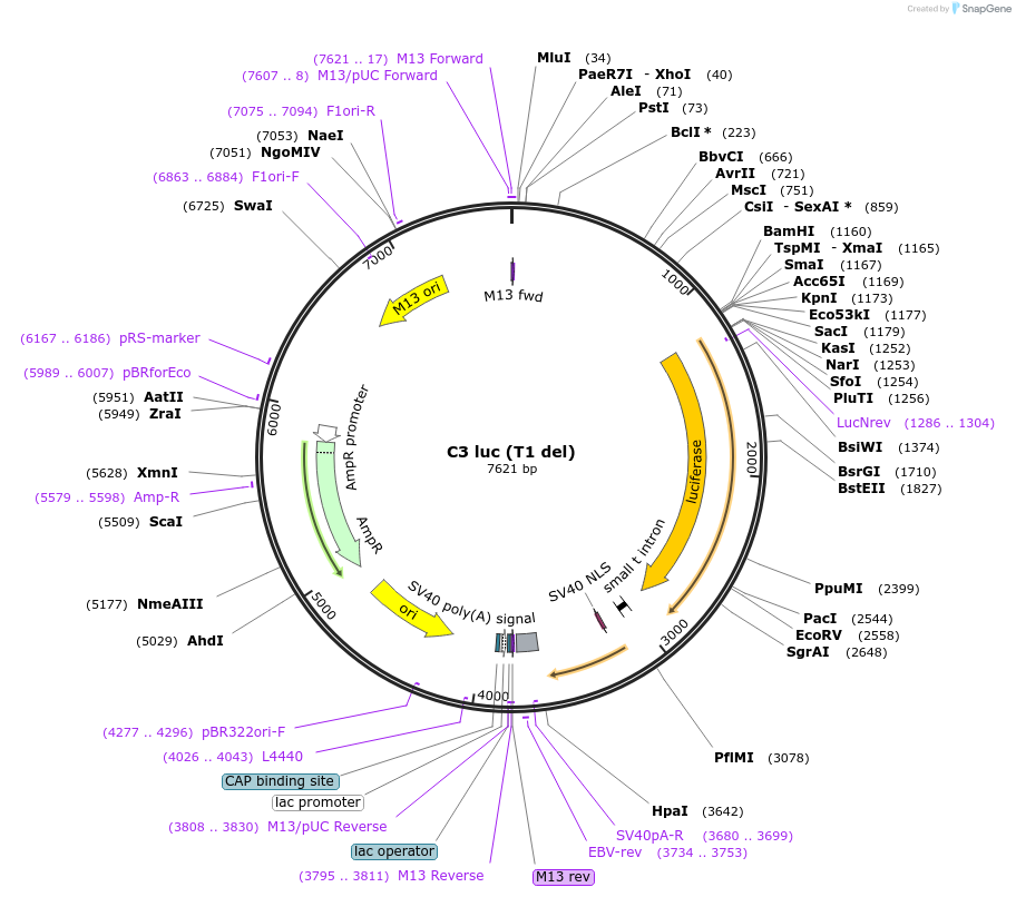 11358-plasmid-map-sequence-id-354472