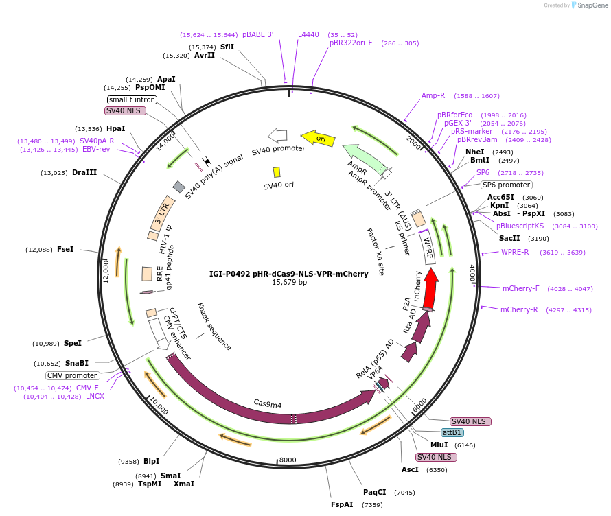 102245-plasmid-map-sequence-id-354473