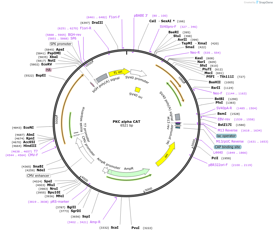 21234-plasmid-map-sequence-id-354476