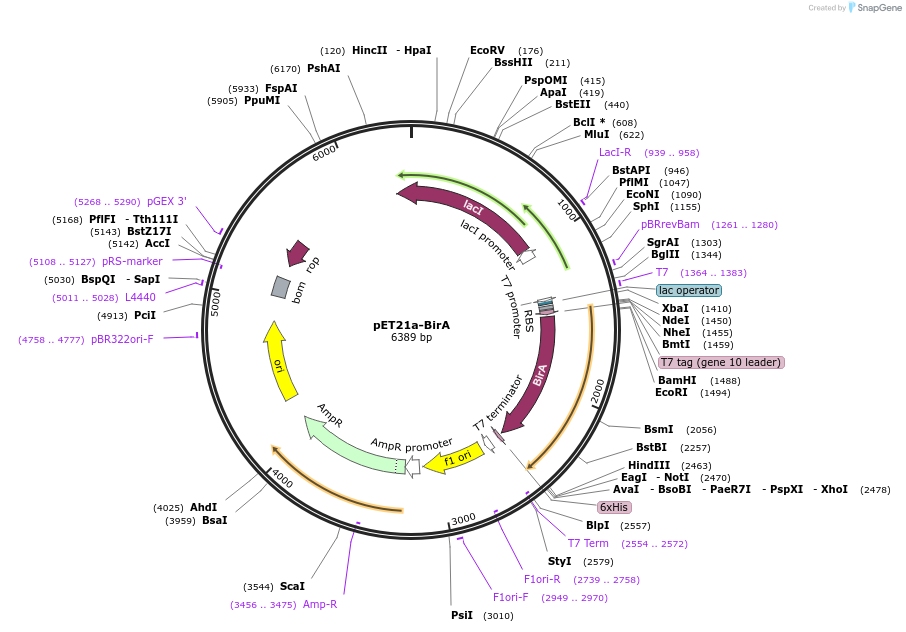 20857-plasmid-map-sequence-id-354477