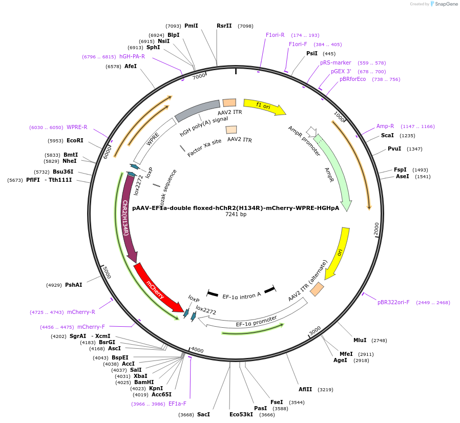 20297-plasmid-map-sequence-id-354478