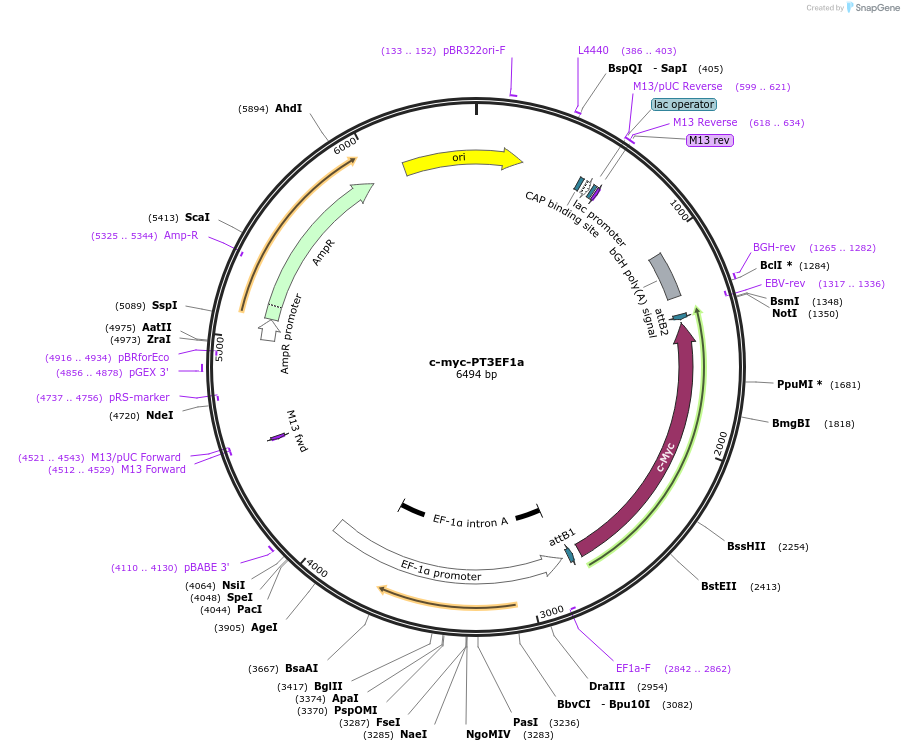 92046-plasmid-map-sequence-id-354490
