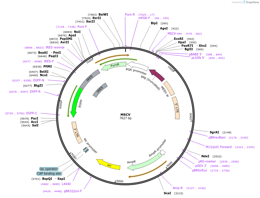 24828-plasmid-map-sequence-id-354491