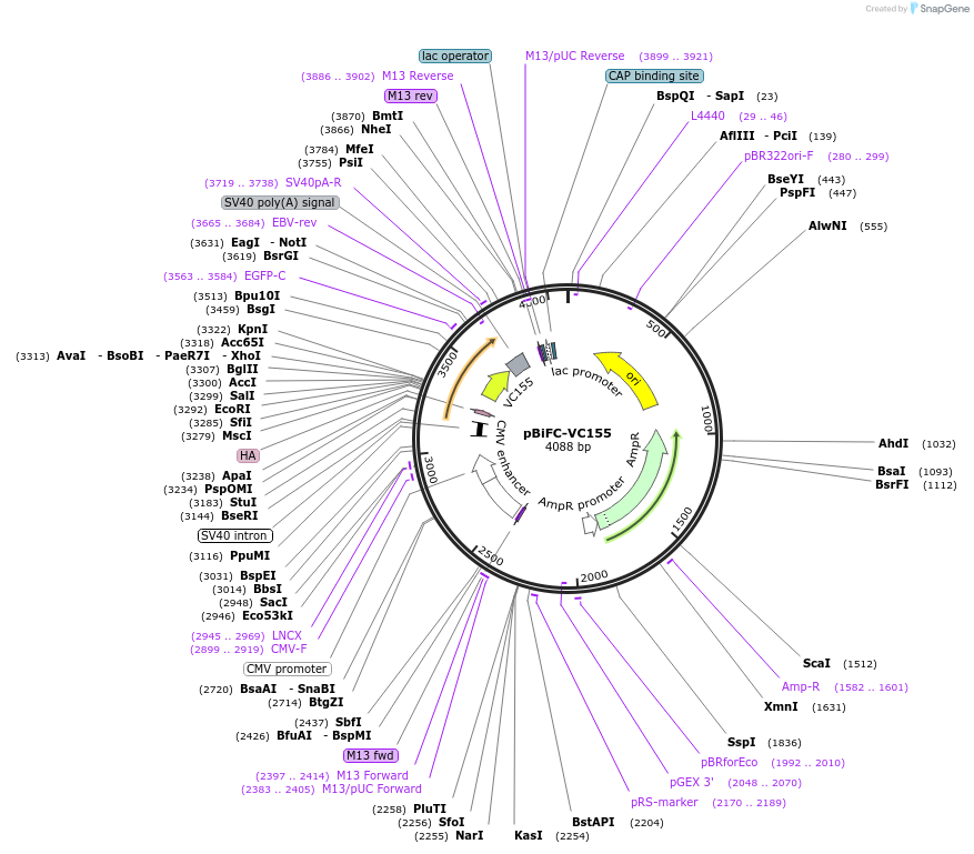 22011-plasmid-map-sequence-id-354492
