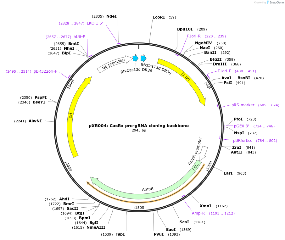 109054-plasmid-map-sequence-id-354498