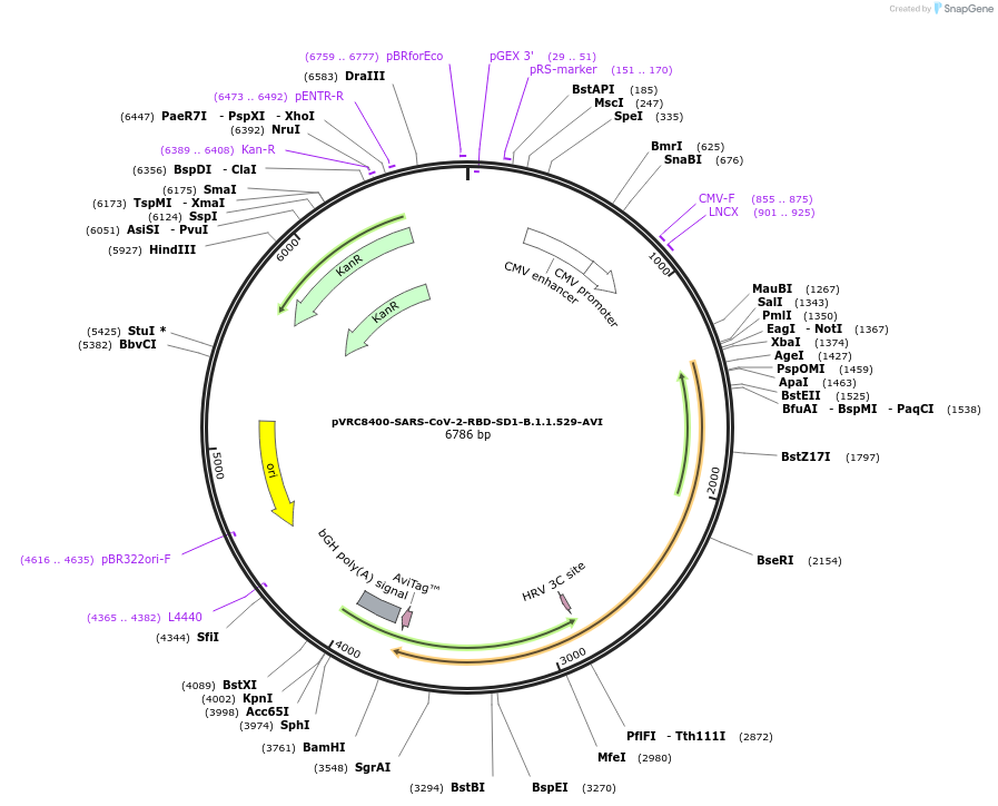 181704-plasmid-map-sequence-id-354499