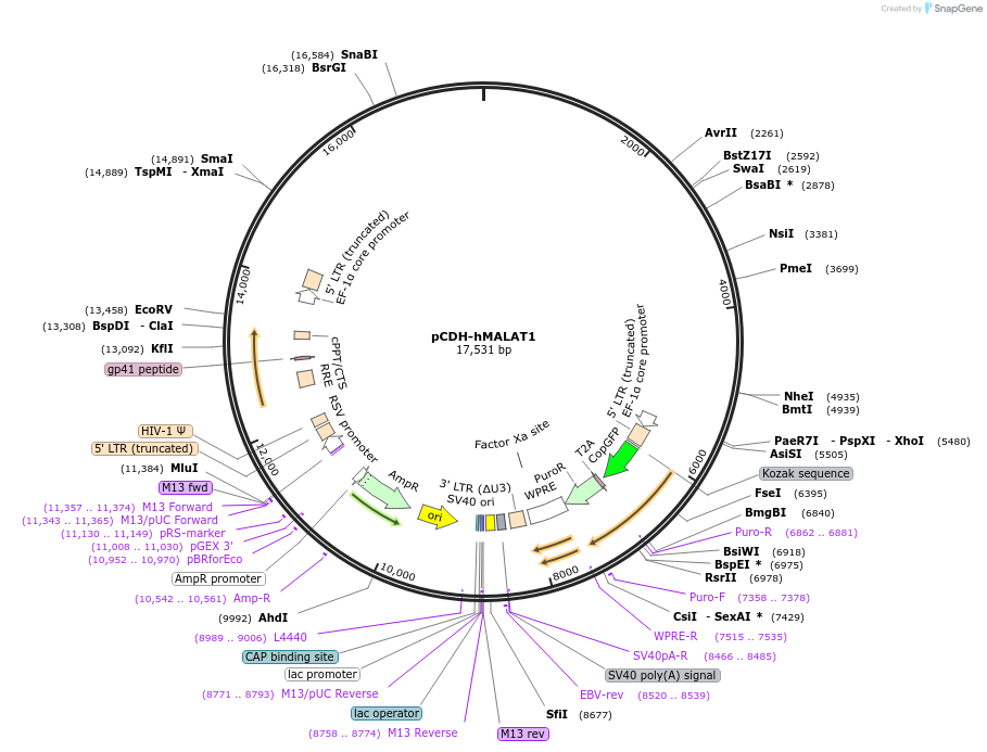 118580-plasmid-map-sequence-id-354504
