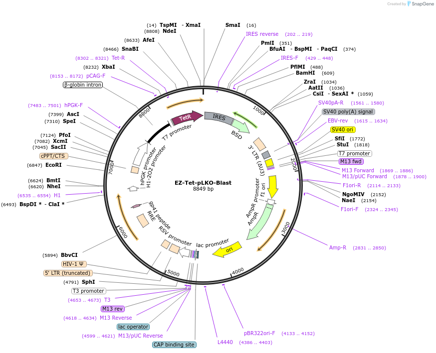 85973-plasmid-map-sequence-id-354508