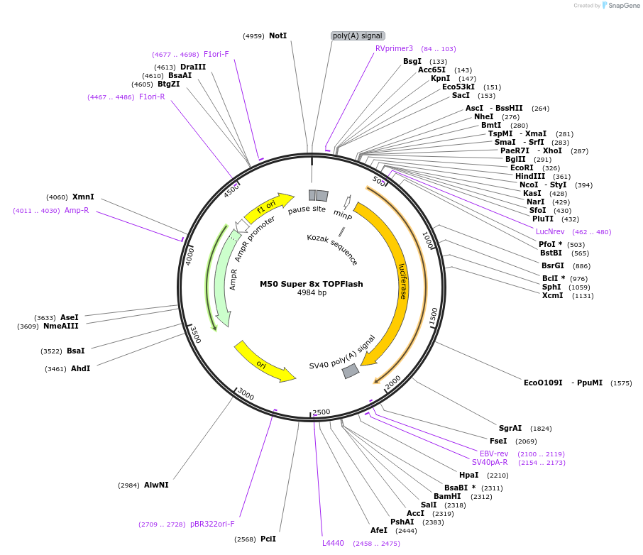 12456-plasmid-map-sequence-id-354510