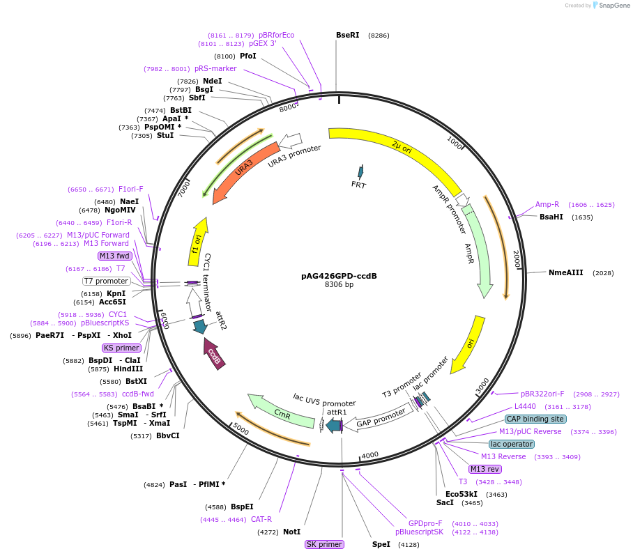 14156-plasmid-map-sequence-id-354511
