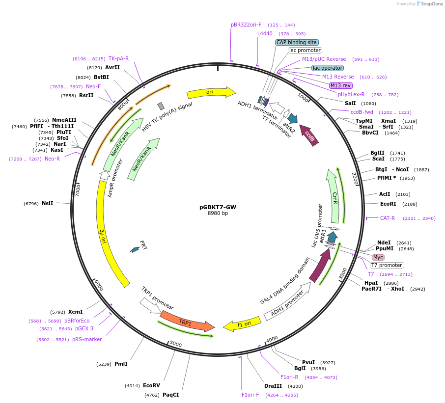 61703-plasmid-map-sequence-id-354514