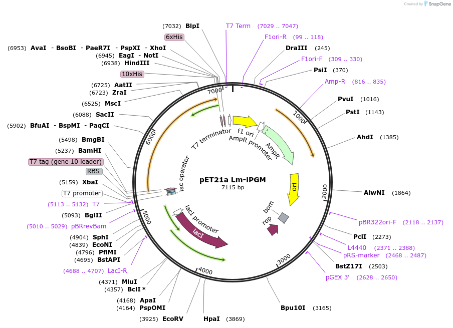 180242-plasmid-map-sequence-id-354523
