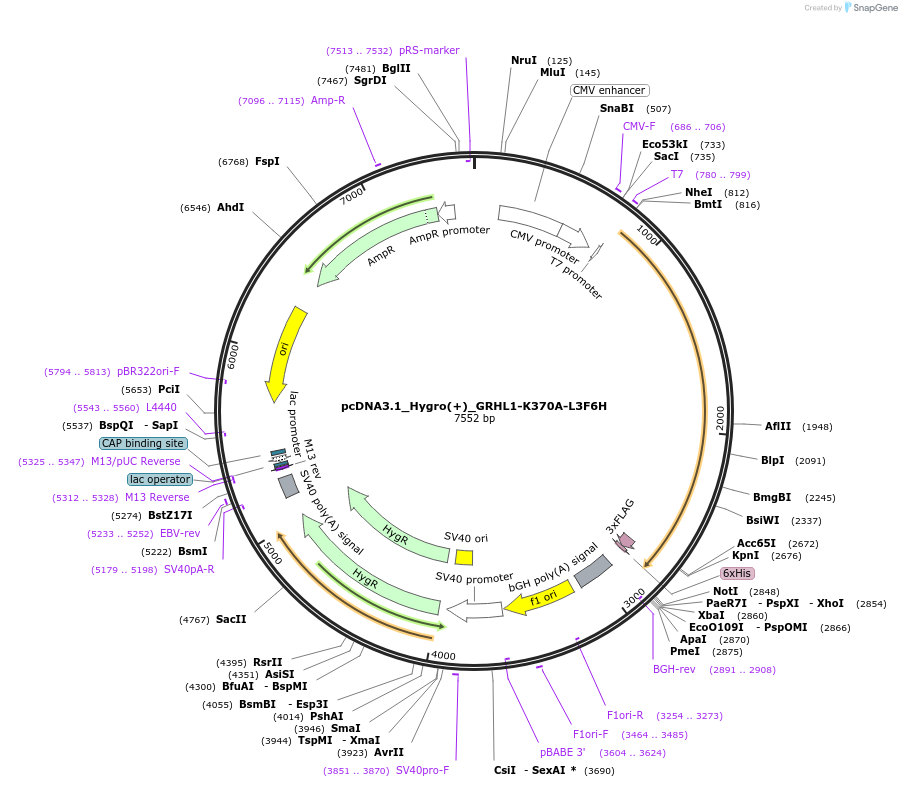 177771-plasmid-map-sequence-id-354561