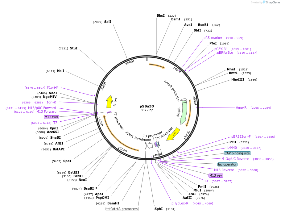 179502-plasmid-map-sequence-id-354575