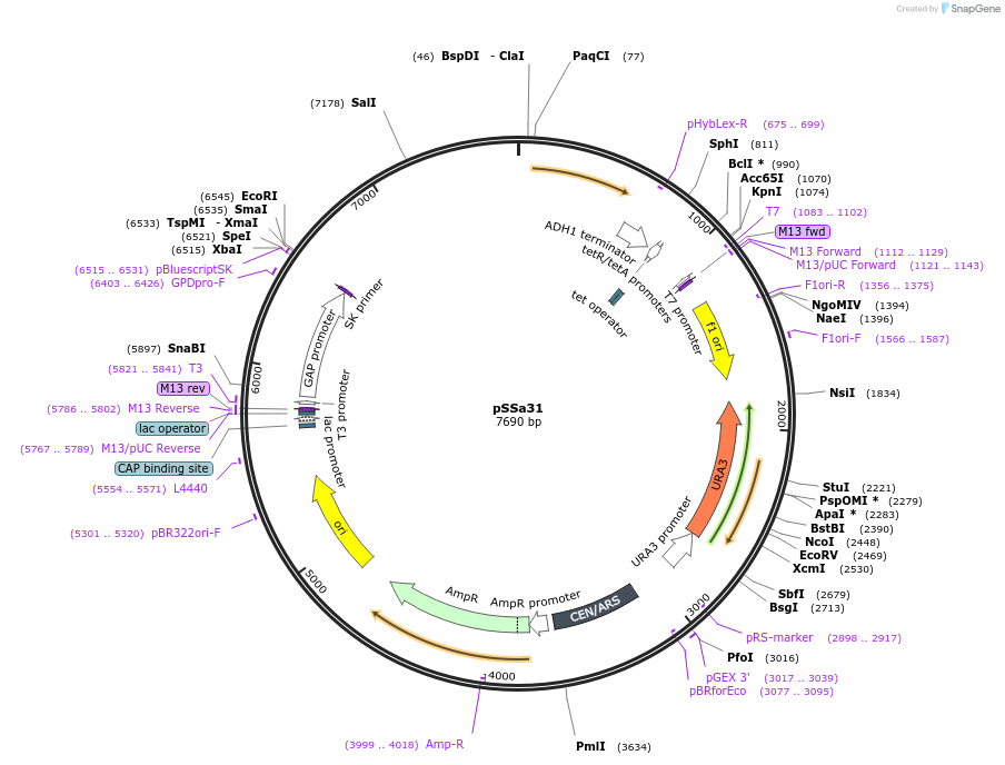 179504-plasmid-map-sequence-id-354577