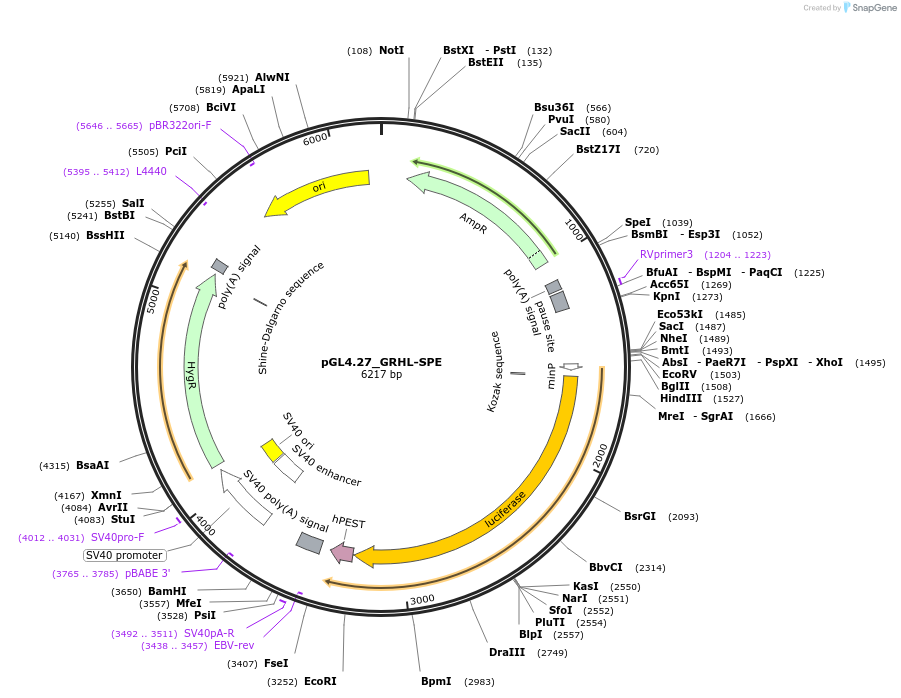 177774-plasmid-map-sequence-id-354578