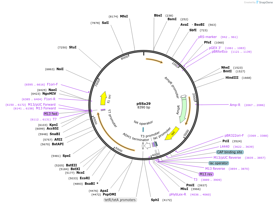 179503-plasmid-map-sequence-id-354579